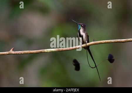 Un Colibri Colibris la plus rare et spectaculaire colibri au monde Banque D'Images