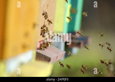 Les abeilles qui entrent en vol dans le domaine du commerce électronique au printemps Banque D'Images