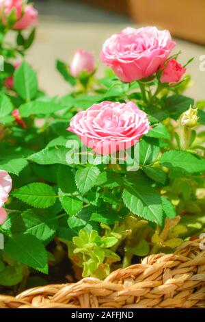 Close up of belle petite rose rose plante en rotang panier sur l'été journée ensoleillée. Blooming rose flowers Banque D'Images
