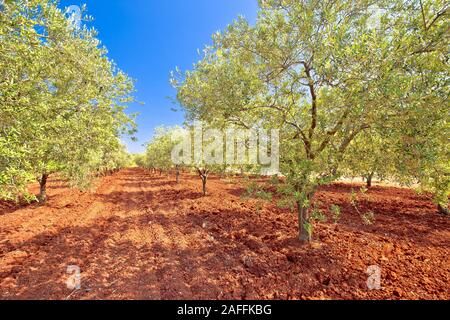 De vieux oliviers plantage rainure sur terre rouge, région de Croatie Istrie Banque D'Images