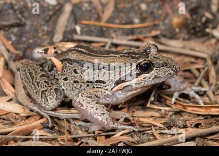 Grenouille des marais à rayures Banque D'Images