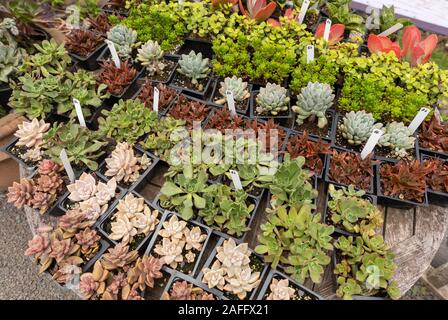 Rangées de plantes succulentes en vente dans une pépinière Banque D'Images