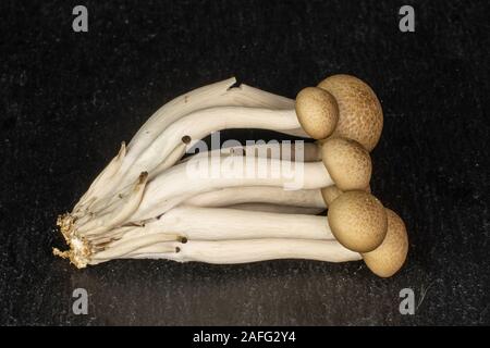 Beaucoup de champignons shimeji ensemble gris brun sur la pierre Banque D'Images