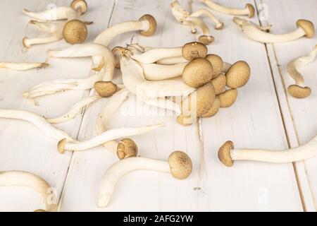 Beaucoup de champignons shimeji brown sur bois blanc Banque D'Images