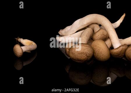 Beaucoup de champignons shimeji brown isolé sur verre noir Banque D'Images