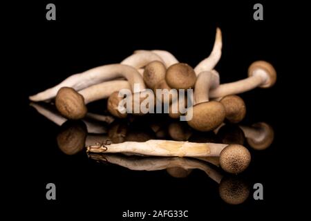 Beaucoup de champignons shimeji brown isolé sur verre noir Banque D'Images