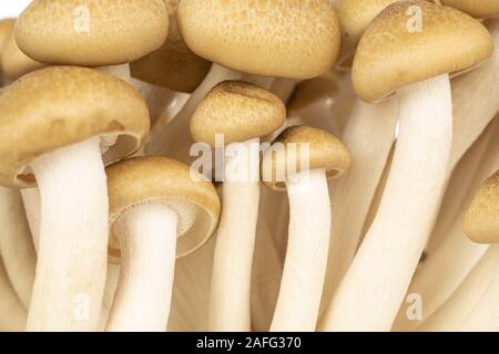 Ensemble beaucoup de champignons shimeji brown closeup isolated Banque D'Images