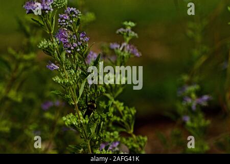 Bumble Bee Gathering Pollen, Canyon, Texas Banque D'Images