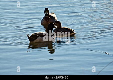 L'hivernage des Canards colverts, Lindsey City Park Public Fishing Lake, Canyon, Texas. Banque D'Images