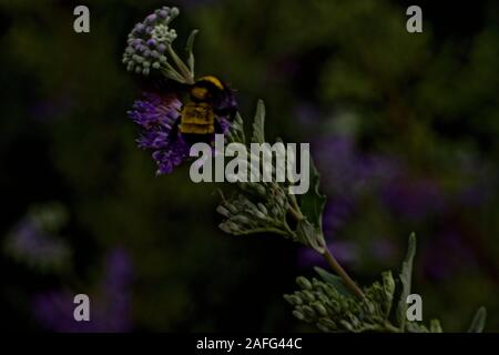 Bumble Bee gathering Pollen, Canyon, Texas. Banque D'Images