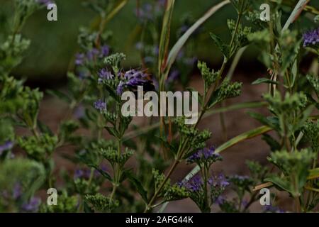 Bumble Bee gathering Pollen, Canyon, Texas. Banque D'Images