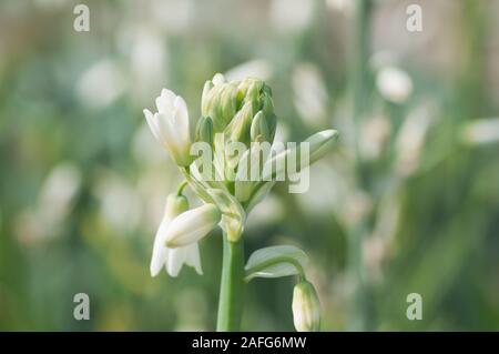 Fleurs blanches sur rétroéclairé sunshine . Stock photo avec une faible et douce. fond désaturé floue Banque D'Images