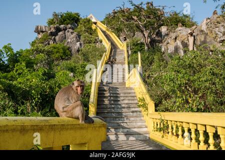 Singe Macaque assis sur la rampe de l'escalier pour Khao Chong Krachok monastery Banque D'Images