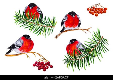 Noël décoration hiver aquarelle bullfinches sur le sapin et Rowan branches isolé sur fond blanc Banque D'Images