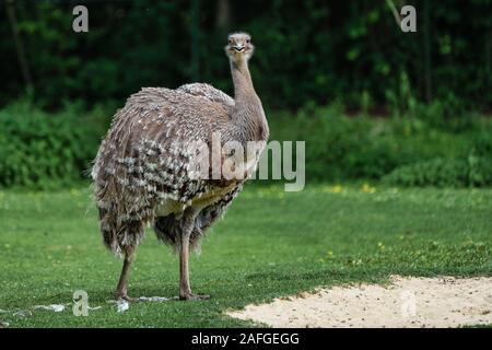 Le nandou de Darwin Rhea pennata, aussi connu comme le moindre rhea. Banque D'Images