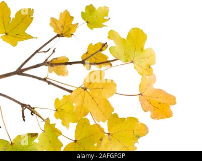 Feuilles d'automne sur brindille dans fond blanc Banque D'Images