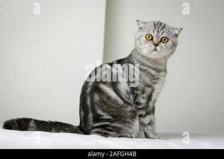 Scottish Fold chat assis sur le lit de la chambre blanche. Chat sont le regarder. Chat gris avec de beaux motifs. Banque D'Images