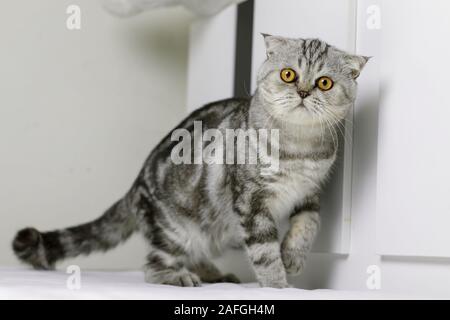 Scottish Fold chat assis sur le lit de la chambre blanche. Chat sont le regarder. Chat gris avec de beaux motifs. Banque D'Images