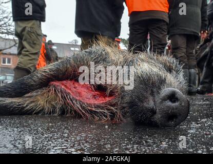 Sieversdorf, Allemagne. 14 Décembre, 2019. Un sanglier qui a été abattu lors d'une chasse se trouve sur un trottoir. Le risque d'un ASP-infectés les sangliers en Allemagne et le Brandebourg est actuellement très élevé. Dans la lutte contre la propagation de la peste porcine africaine (ASP), la Pologne veut permettre à son armée et de la police d'abattre le sanglier. Crédit : Patrick Pleul/dpa-Zentralbild/ZB/dpa/Alamy Live News Banque D'Images