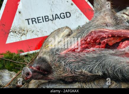 Sieversdorf, Allemagne. 14 Décembre, 2019. Un sanglier qui a été abattu lors d'une chasse se trouve sur la zone de chargement d'une remorque avec une pancarte avec l'inscription 'Chasse d'. Le risque d'un ASP-infectés les sangliers en Allemagne et le Brandebourg est actuellement très élevé. Dans la lutte contre la propagation de la peste porcine africaine (ASP), la Pologne veut permettre à son armée et de la police d'abattre le sanglier. Crédit : Patrick Pleul/dpa-Zentralbild/ZB/dpa/Alamy Live News Banque D'Images