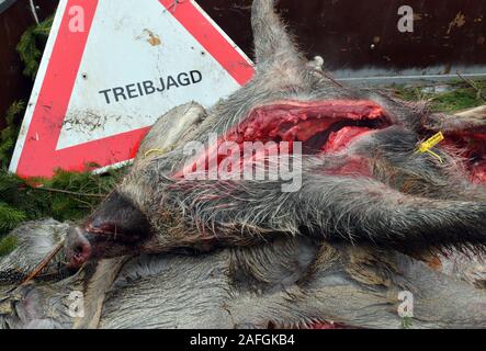 Sieversdorf, Allemagne. 14 Décembre, 2019. Un sanglier qui a été abattu lors d'une chasse se trouve sur la zone de chargement d'une remorque avec une pancarte avec l'inscription 'Chasse d'. Le risque d'un ASP-infectés les sangliers en Allemagne et le Brandebourg est actuellement très élevé. Dans la lutte contre la propagation de la peste porcine africaine (ASP), la Pologne veut permettre à son armée et de la police d'abattre le sanglier. Crédit : Patrick Pleul/dpa-Zentralbild/ZB/dpa/Alamy Live News Banque D'Images