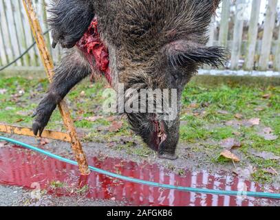 Sieversdorf, Allemagne. 14 Décembre, 2019. Un sanglier qui a été abattu lors d'une chasse est suspendu à un crochet. Le risque d'un ASP-infectés les sangliers en Allemagne et le Brandebourg est actuellement très élevé. Dans la lutte contre la propagation de la peste porcine africaine (ASP), la Pologne veut permettre à son armée et de la police d'abattre le sanglier. Crédit : Patrick Pleul/dpa-Zentralbild/ZB/dpa/Alamy Live News Banque D'Images