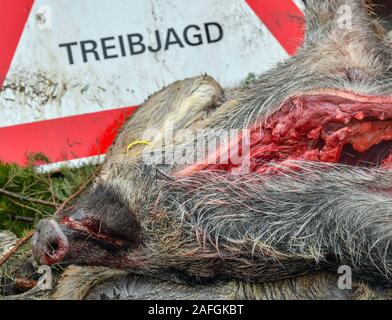 Sieversdorf, Allemagne. 14 Décembre, 2019. Un sanglier qui a été abattu lors d'une chasse se trouve sur la zone de chargement d'une remorque avec une pancarte avec l'inscription 'Chasse d'. Le risque d'un ASP-infectés les sangliers en Allemagne et le Brandebourg est actuellement très élevé. Dans la lutte contre la propagation de la peste porcine africaine (ASP), la Pologne veut permettre à son armée et de la police d'abattre le sanglier. Crédit : Patrick Pleul/dpa-Zentralbild/ZB/dpa/Alamy Live News Banque D'Images