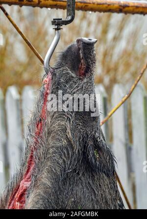 Sieversdorf, Allemagne. 14 Décembre, 2019. Un sanglier qui a été abattu lors d'une chasse est suspendu à un crochet. Le risque d'un ASP-infectés les sangliers en Allemagne et le Brandebourg est actuellement très élevé. Dans la lutte contre la propagation de la peste porcine africaine (ASP), la Pologne veut permettre à son armée et de la police d'abattre le sanglier. Crédit : Patrick Pleul/dpa-Zentralbild/ZB/dpa/Alamy Live News Banque D'Images