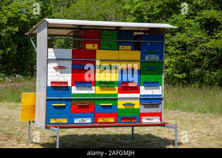 Sur le rucher colorés multicolores prairie en face de la forêt, au soleil et d'un essaim d'abeilles Banque D'Images