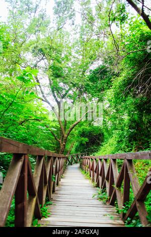 Pont en bois route dans un paysage de forêt tropicale Banque D'Images