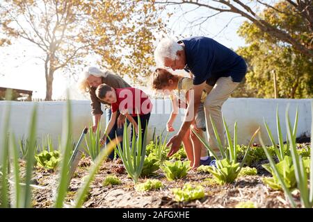 Petits-enfants Aider les grands-parents de s'occuper des légumes sur l'attribution Banque D'Images