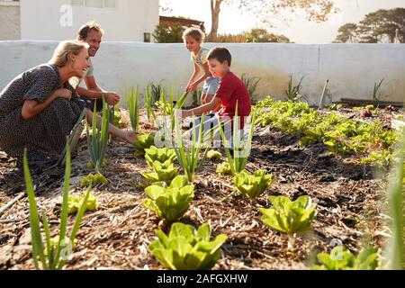 Les enfants en aidant les parents à s'occuper des légumes sur l'attribution Banque D'Images