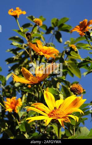 Tournesol mexicain arbre en pleine floraison, Malaga, Costa del Sol, la province de Malaga, Andalousie, Espagne, Europe Banque D'Images