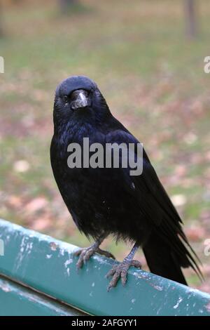 Noir corbeau avec un long bec assis sur un bois banc dans un parc avec des feuilles sur fond flou Banque D'Images