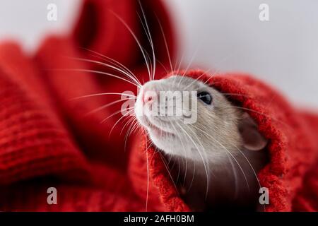 Se cacher dans le rat d'hiver noël pull. Nouvelle Année 2020 symbole. Banque D'Images