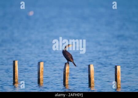 Oiseau de mer noir debout sur un morceau de bois dans le milieu de la mer Banque D'Images