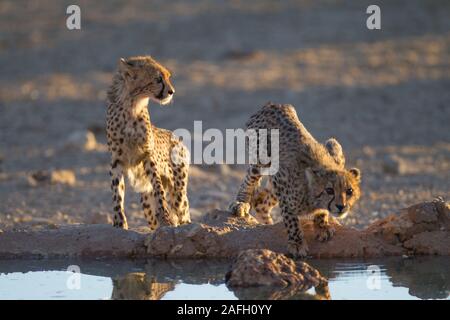 Belle cheetahs eau potable d'un petit étang avec leur réflexion dans l'eau Banque D'Images