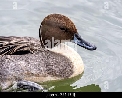 Magnifique canard colvert suspendu au milieu le lac Banque D'Images