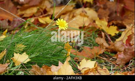 Cliché sélectif d'une fleur de pissenlit jaune en croissance parmi l'herbe et les feuilles mortes sèches Banque D'Images
