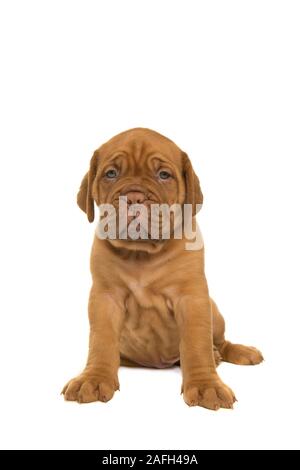 Cute dogue de Bordeaux puppy sitting isolé sur fond blanc Banque D'Images