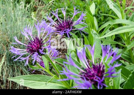 Centaurea montana Merel Banque D'Images