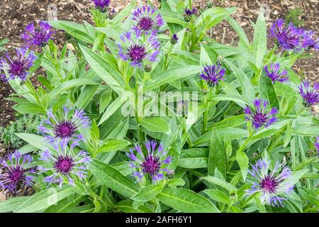 Centaurea montana Merel Banque D'Images