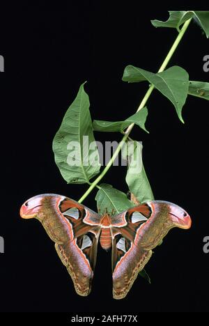 Lorquins (Attacus Atlas Moth) lorquini femelle ci-joint nouvellement aux Philippines hanging on Tree-de-ciel enveloppé de feuilles avec la direction générale de cocoon que j Banque D'Images