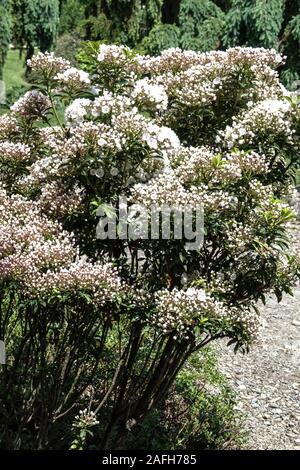 Kalmia latifolia 'oi' Banque D'Images