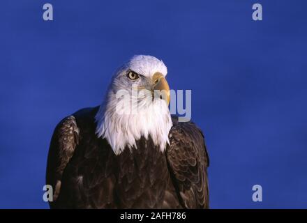 Pygargue à tête blanche adultes contre le ciel bleu. Banque D'Images