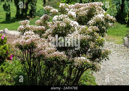 Mountain Laurel Kalmia latifolia 'oi' Banque D'Images