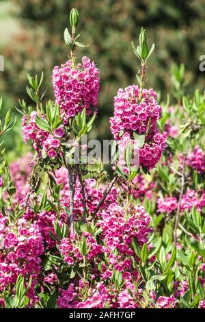 Kalmia Kalmia angustifolia, Rubra Banque D'Images