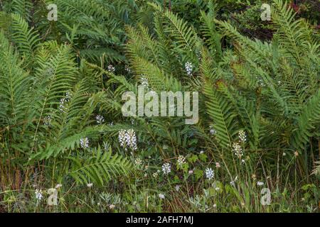 White-fringed orchid (Platanthera blephariglottis) croissant dans la tourbière à sphaignes et acide s'infiltrer l'habitat. New York, l'été. Banque D'Images