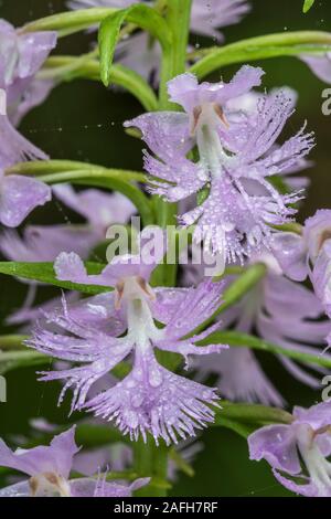 Grand Purple fringed orchid (Platanthera grandiflora) avec fleurs gouttes après l'orage au début de l'été. New York, l'été. Banque D'Images