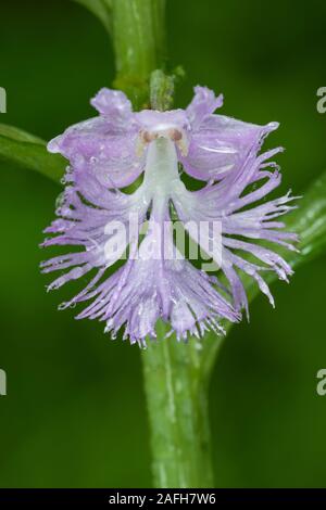 Grand Purple fringed orchid (Platanthera grandiflora) fleur avec gouttes de pluie après l'orage au début de l'été. New York, l'été. Banque D'Images